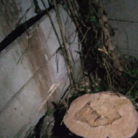 Clifton site clearance project, by experienced tree fellers.
