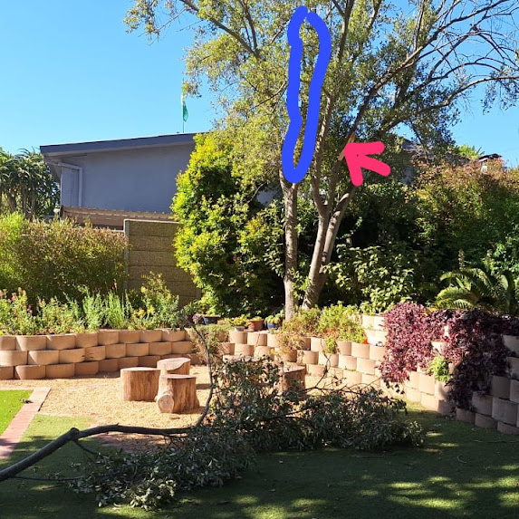 Salt River tree branch removal project by professional tree surgeons.