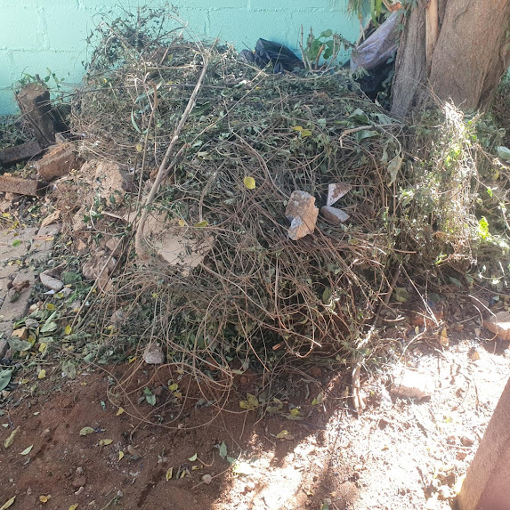 Showcase tree felling work done in cape town Stellenbosch tree stump removal