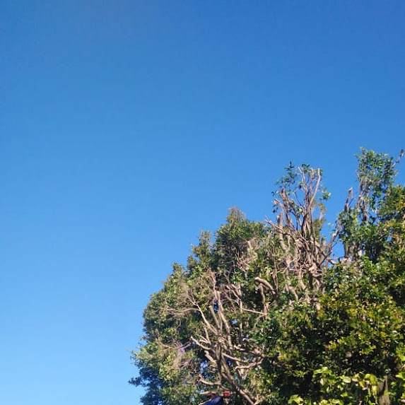 Bishopscourt tree branch removal project by professional tree surgeons.