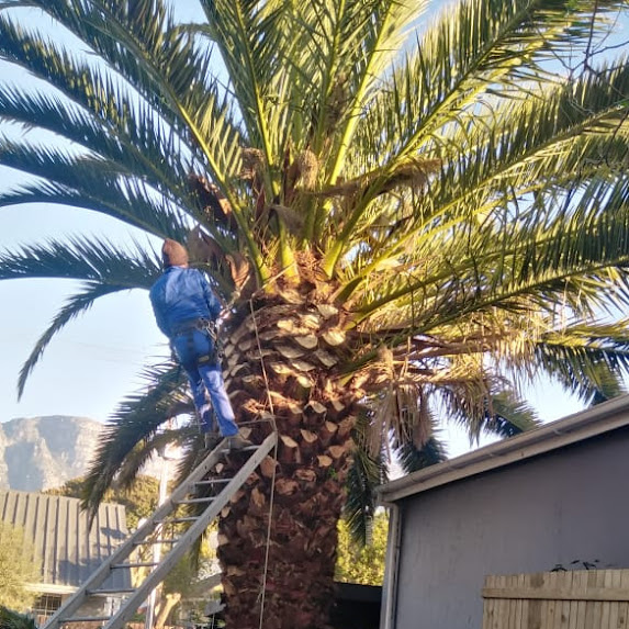 Tree cutting team in Meadowridge Cape town. Sukruddin Tree felling experts.