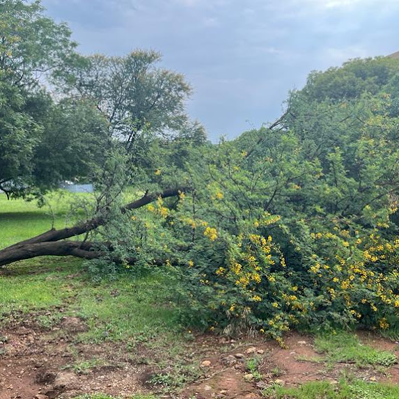 Durbanville branch removal with tree felling professionals from our team.