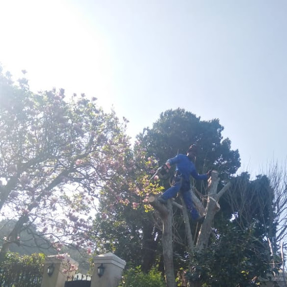 Tree cutting team in Bishopscourt Cape town. Sukruddin Tree felling experts.