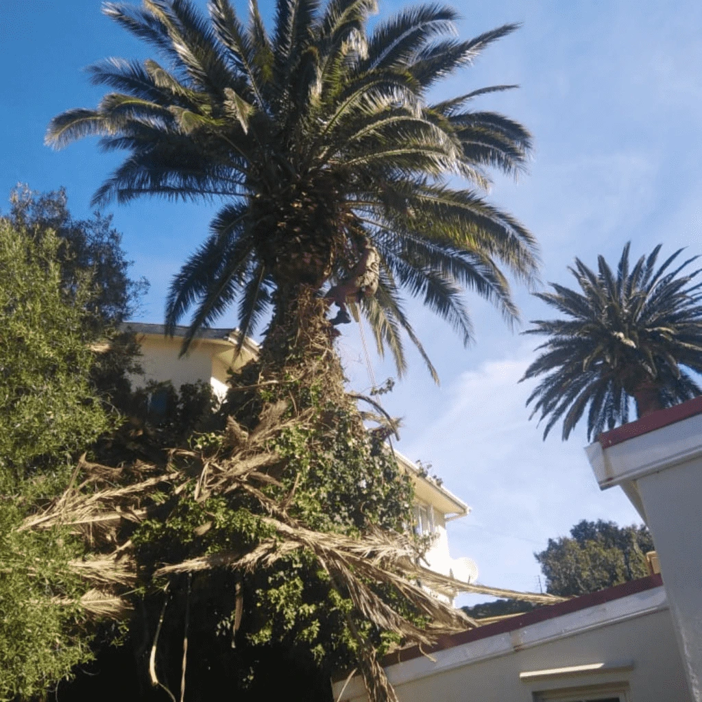 Durbanville palm tree maintenance