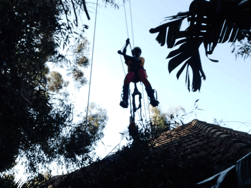 Dangerous Branch Removal