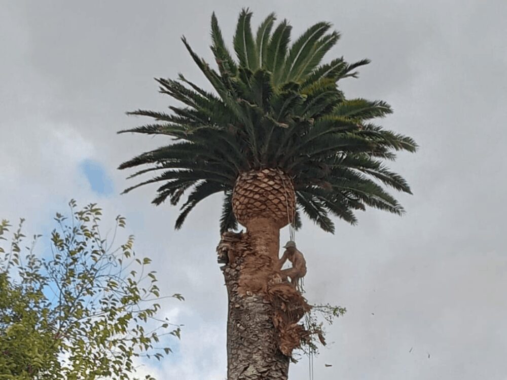 Palm Trimming Cape Town