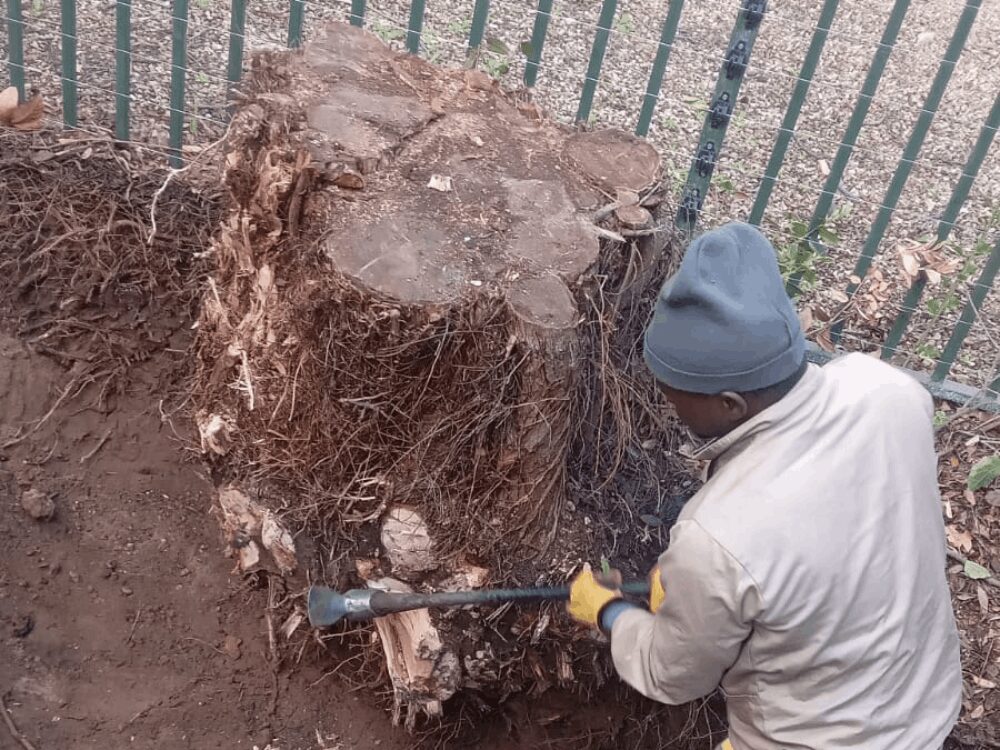 Stump Removal Services
