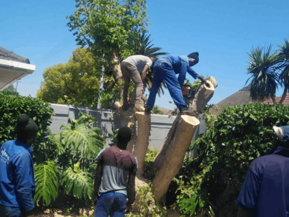 Tree Cutting Cape Town