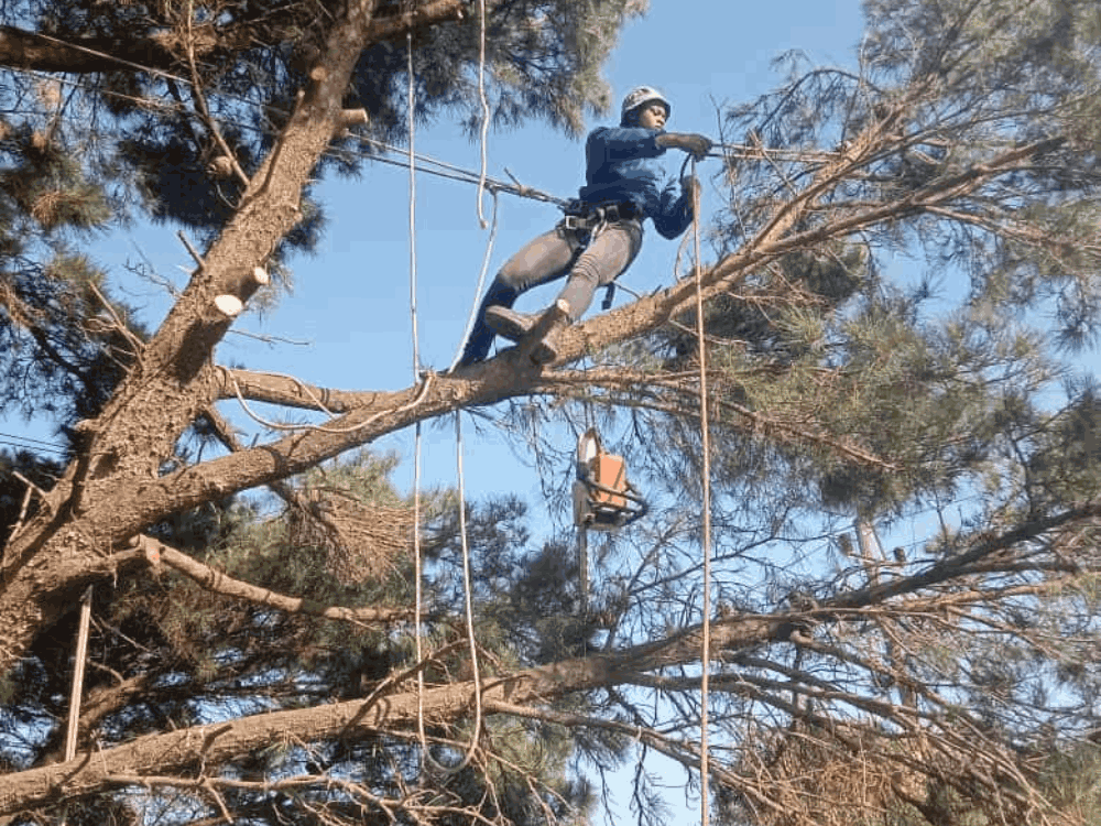 Tree Cutting Team Cape Town