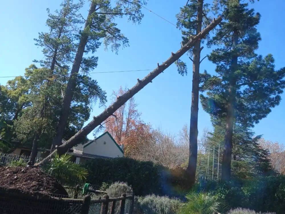 Hazardous-Tree-Removal.png