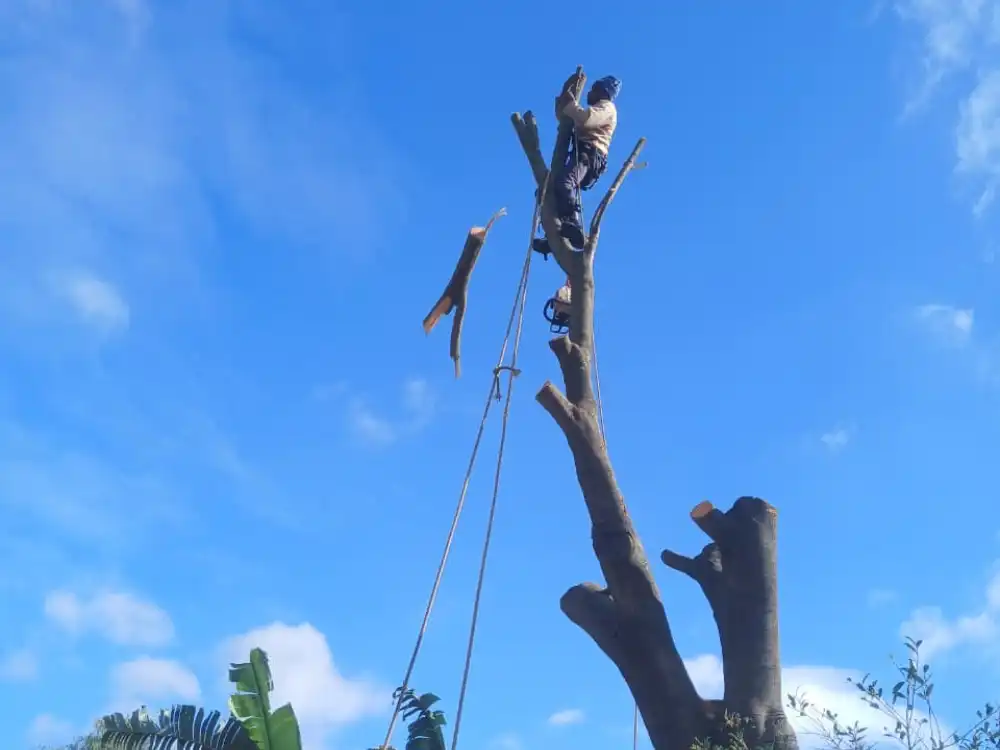 Tree-Cutting-Services.png