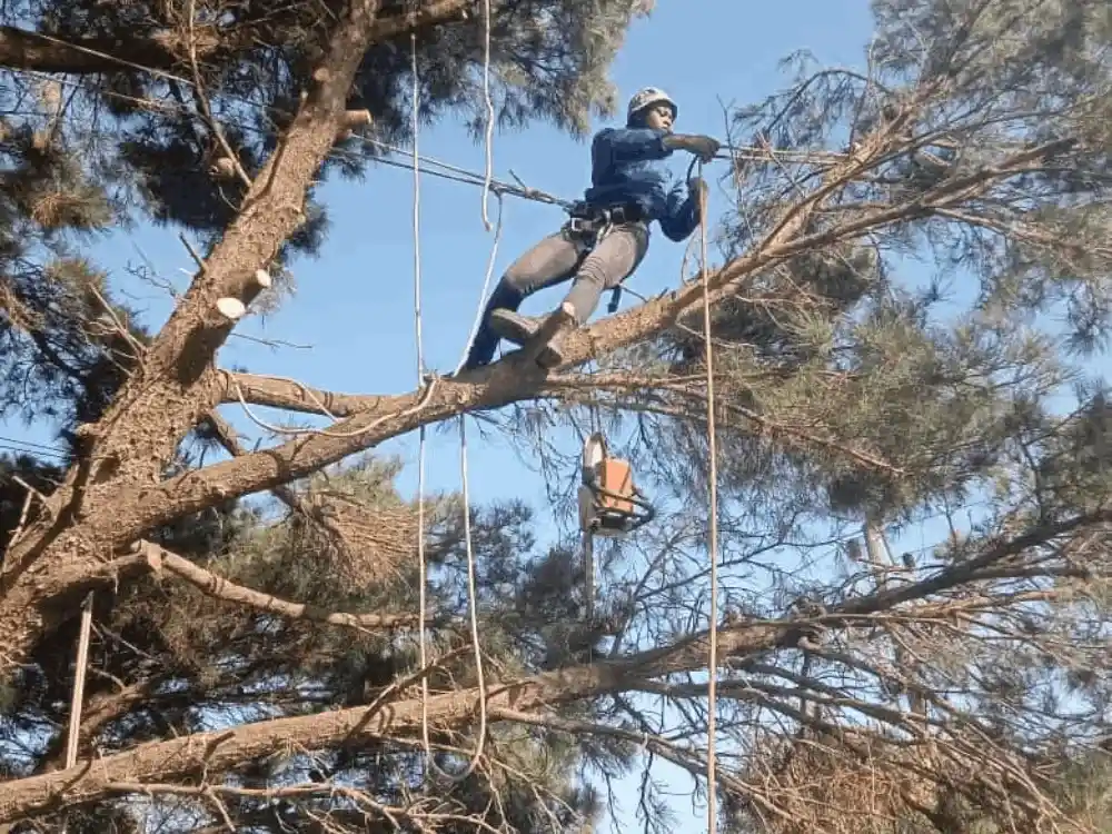 Tree-Cutting-Team-Cape-Town