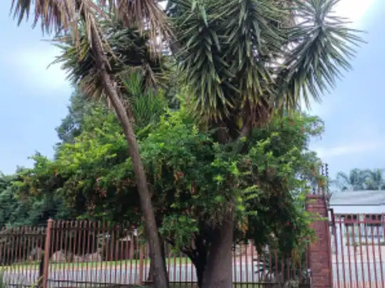 Crew removing a large tree branch in Cape Town