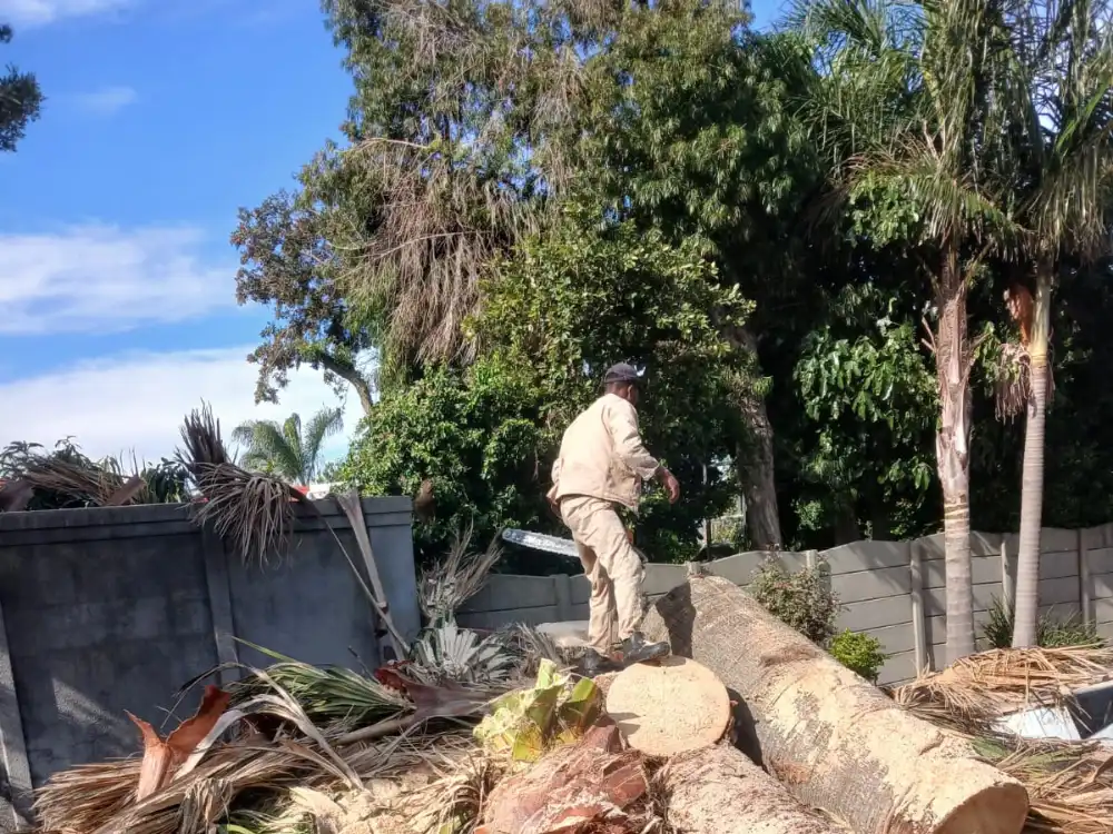 Tree branch removal carried out safely in Cape Town