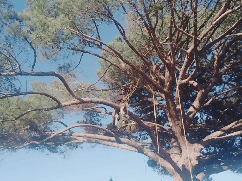 Removing a large overhanging branch from a tree in Cape Town