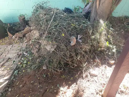 Dense bush clearance on a Cape Town property