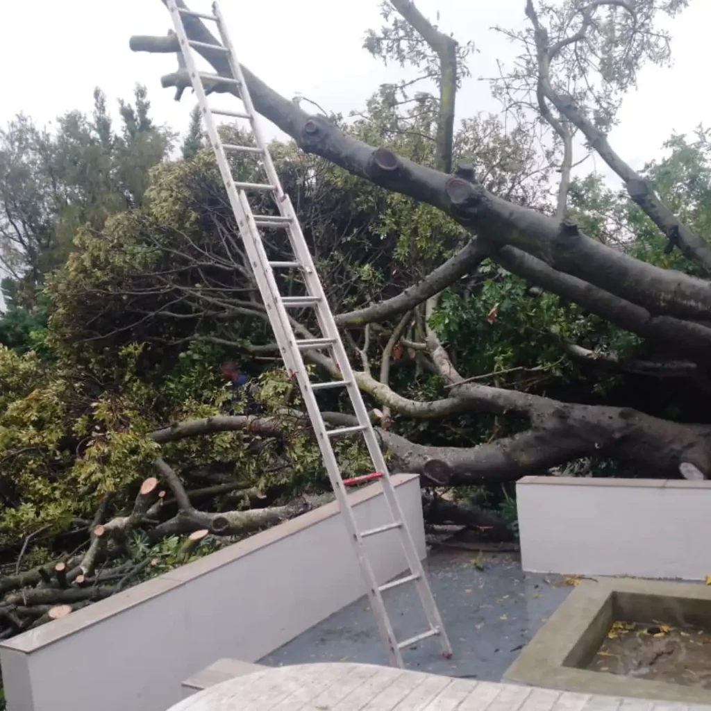 A dangerous, damaged tree that needs professional removal in Cape Town