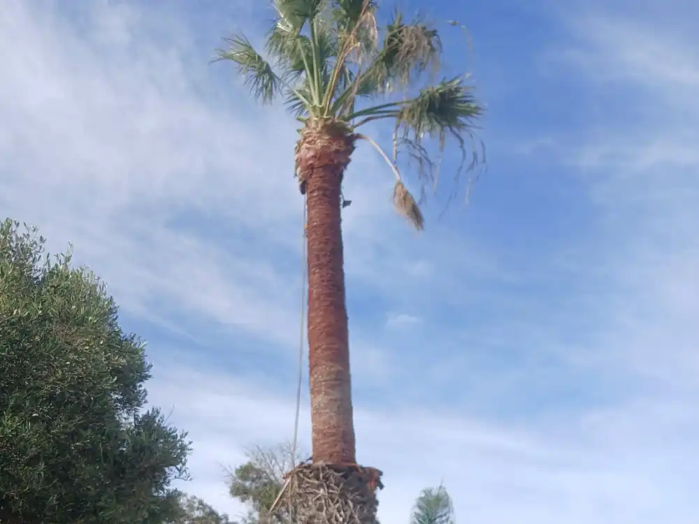 Removing dead wood from a tree to prevent falling hazards