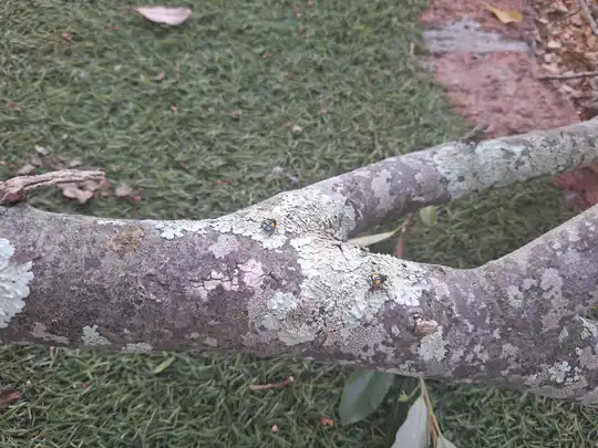 Emergency tree removal after storm damage in Cape Town