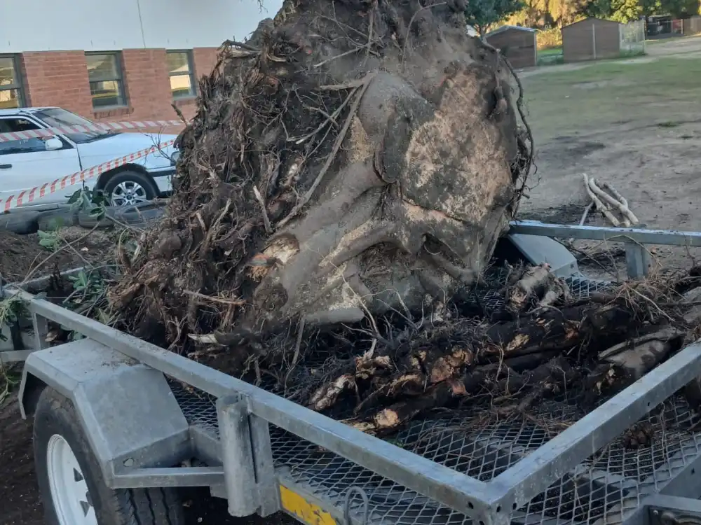 Emergency tree removal after storm damage in Cape Town