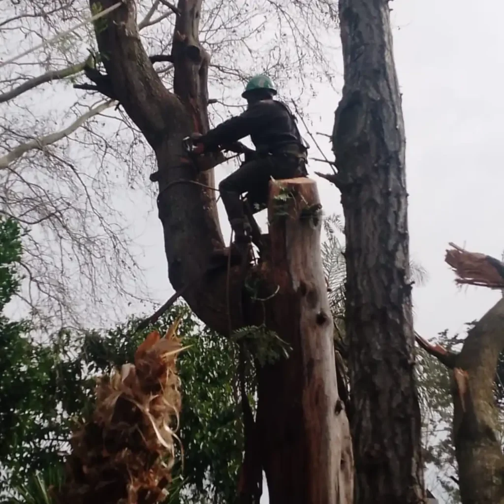 Tree felling in progress in Cape Town