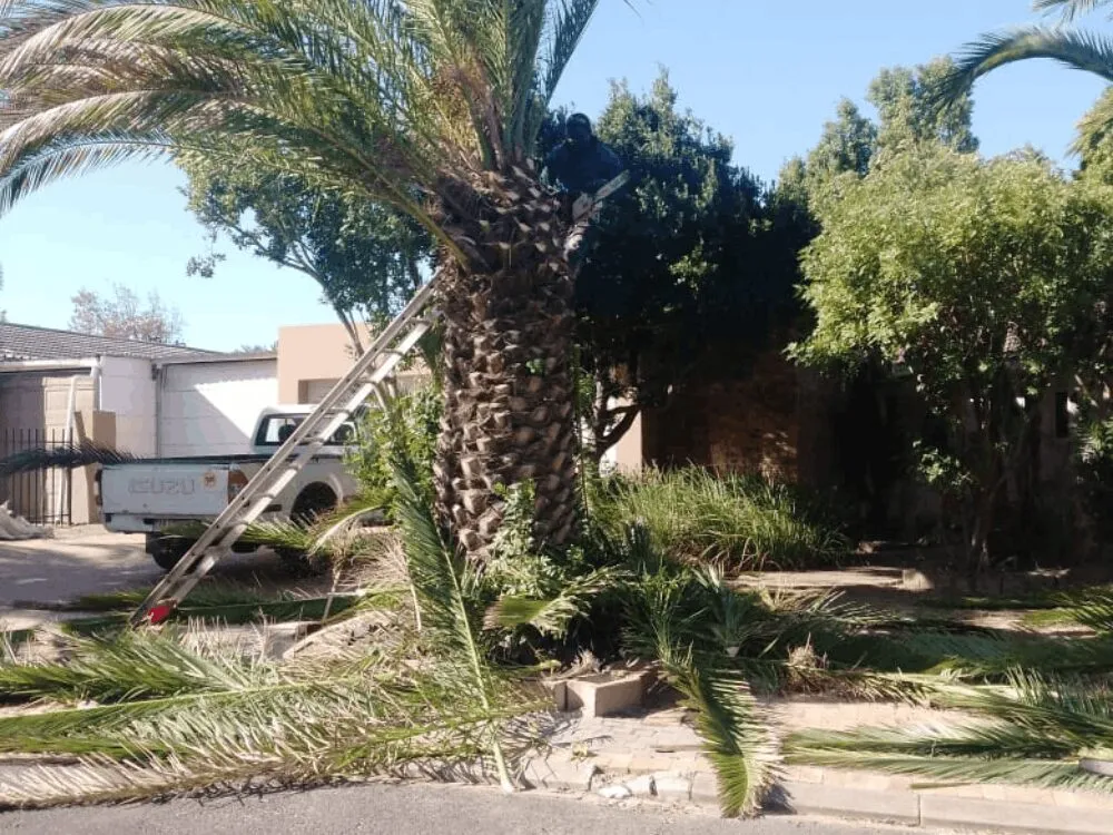 Routine palm tree maintenance in Cape Town