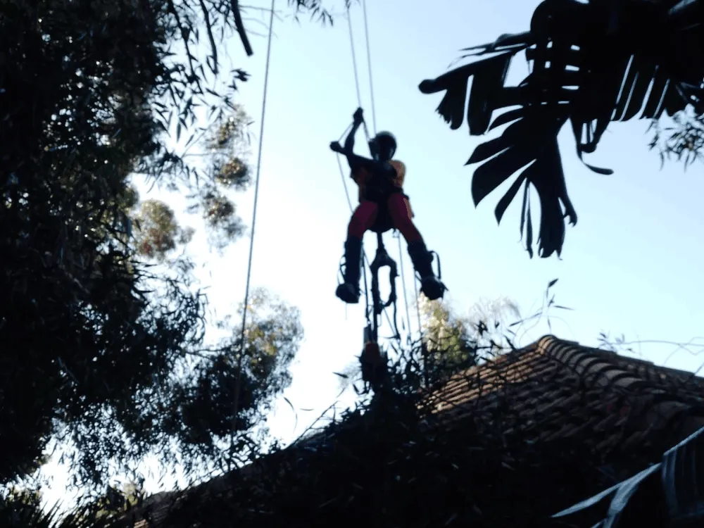 Palm tree maintenance and frond trimming in Cape Town