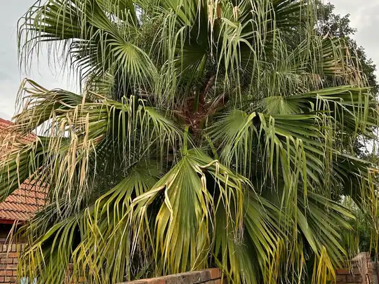 Palm tree trimming and maintenance in Cape Town