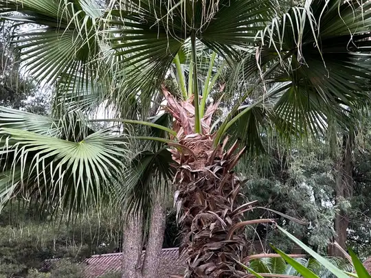 Professional palm tree trimming in Cape Town