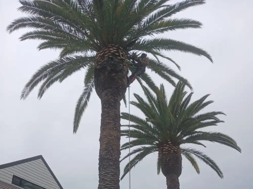 Palm tree trimming service for a Cape Town property