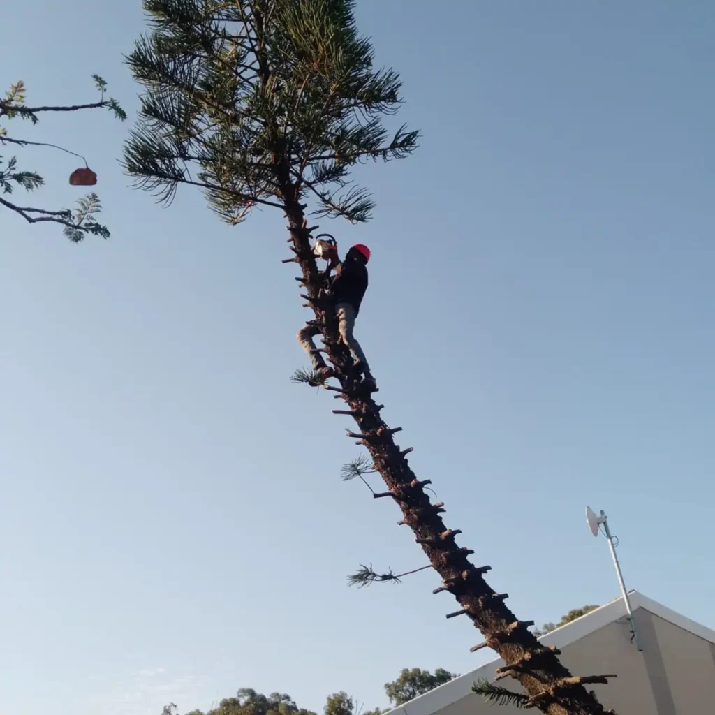 Routine tree maintenance and pruning in Cape Town