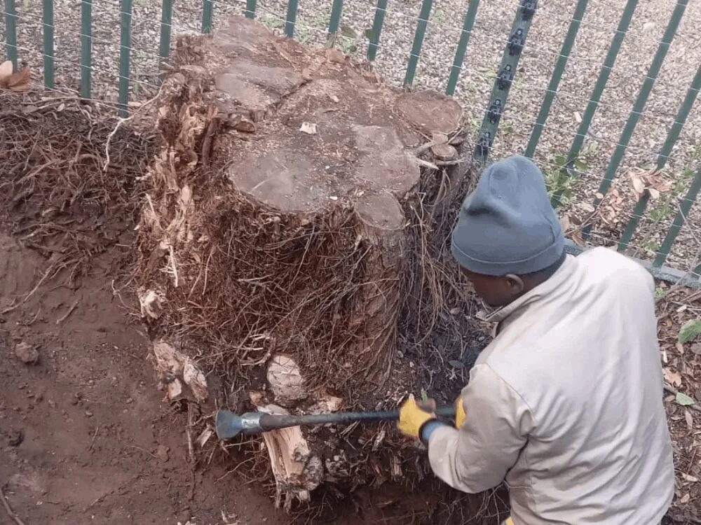 Stump removal and grinding service in Cape Town