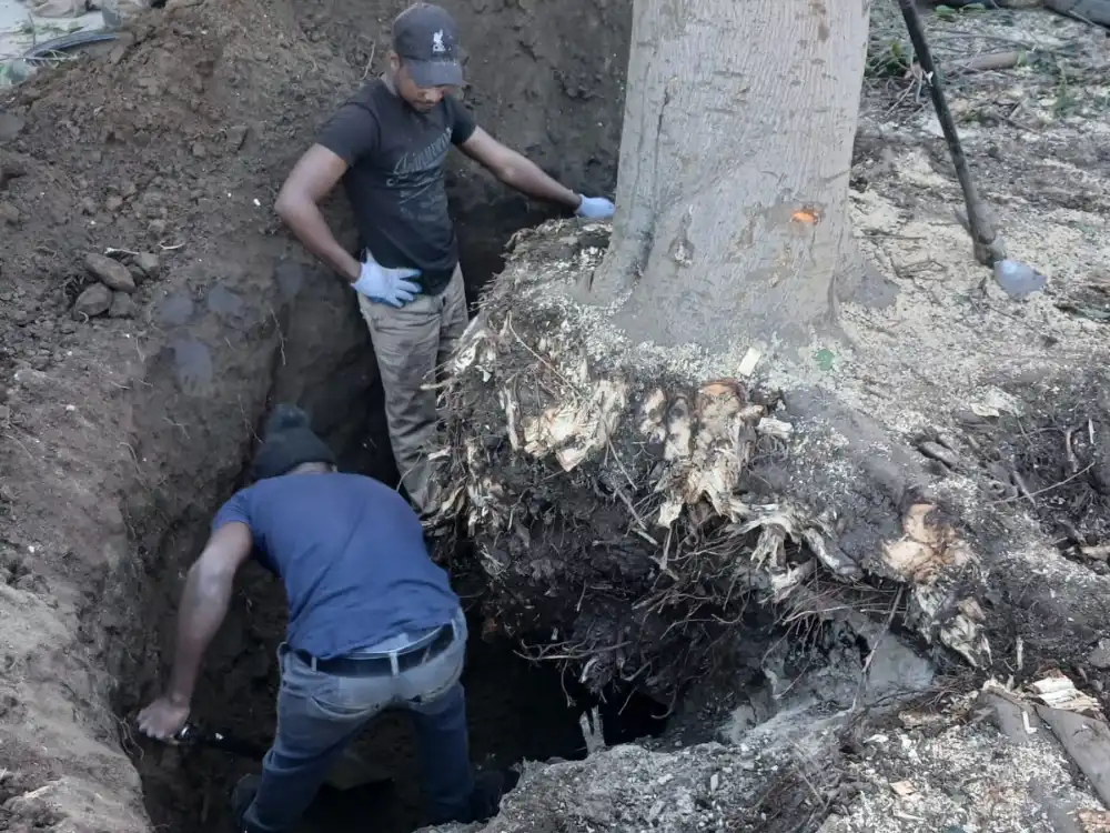 Stump removal and grinding in a Cape Town garden