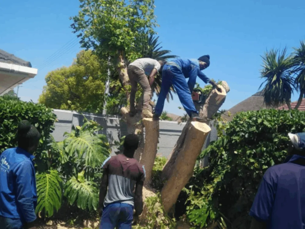 Tree felling crew cutting down a large tree in a Cape Town garden