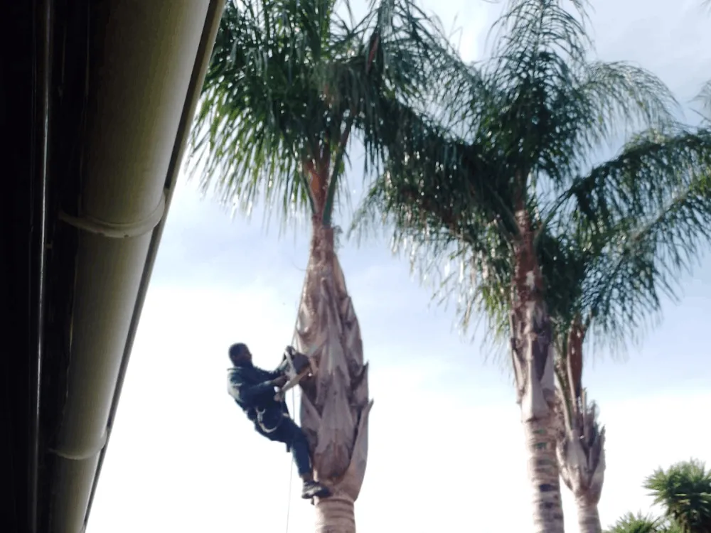 Tree trimming and pruning work on a residential tree in Cape Town