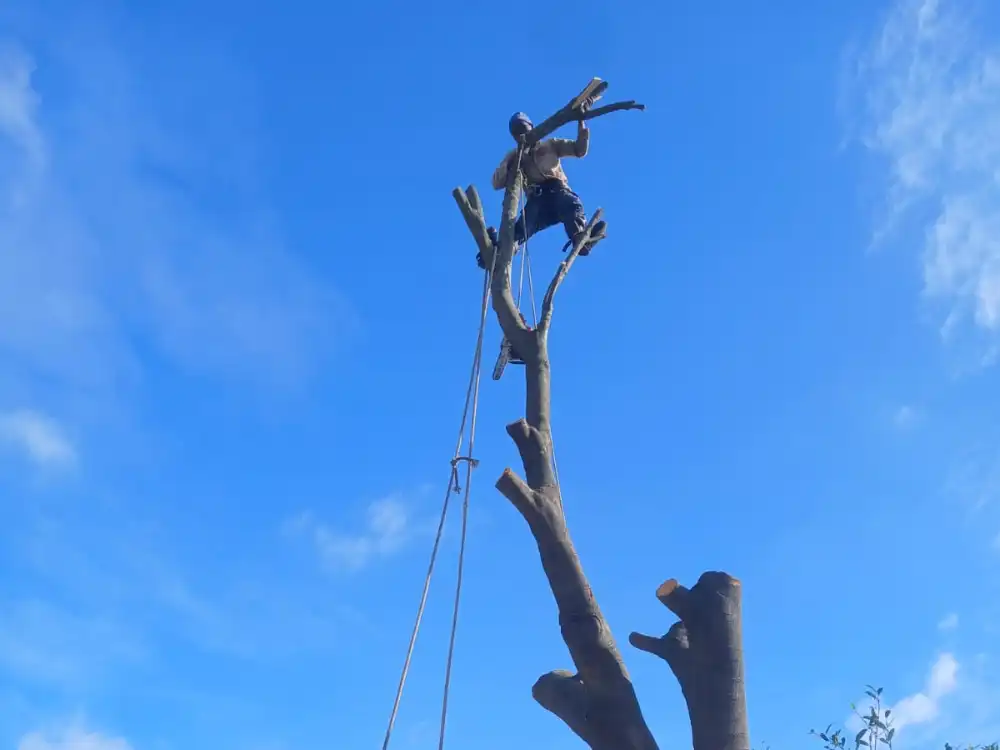 Experienced tree cutting crew at work in Cape Town